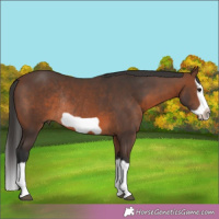 Horse Color:Brown Splash Frame Rabicano