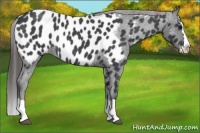 Horse Color:Blue Roan Splash Appaloosa 