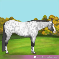 Horse Color:Blue Roan Splash Near Leopard 
