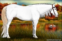 Horse Color:White Spotted Buckskin Dun Appaloosa