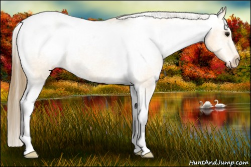Horse Color:Buckskin Snowcap