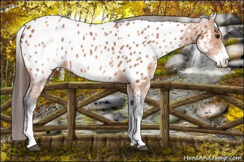 Horse Color:White Spotted Bay Appaloosa 