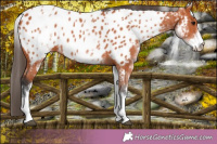 Horse Color:White Spotted Bay Blanket 