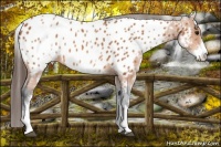 Horse Color:White Spotted Bay Appaloosa 