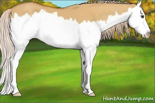 Horse Color: Palomino Dun Sabino Splash 
