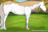 Horse Color:Palomino Dun Sabino Splash 