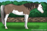 Horse Color:Liver Red Dun Splash 
