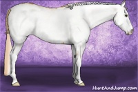 Horse Color:White Spotted Palomino 