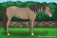 Horse Color:Classic Champagne 