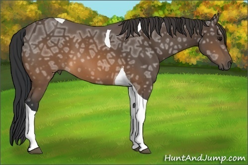 Horse Color: Brown Ice Tobiano 