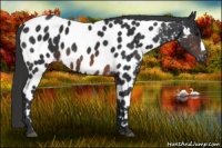 Horse Color:Brown Appaloosa 