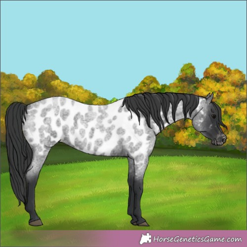 Horse Color:Blue Roan Blanket 