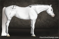 Horse Color:Blue Roan Varnish 