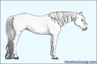 Horse Color:Gray White Spotted Smoky Black Splash Frame 