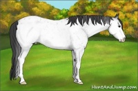 Horse Color:White Spotted Black Appaloosa 