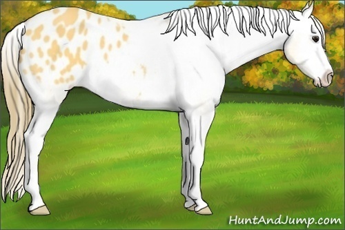 Horse Color: Buckskin Splash Blanket 