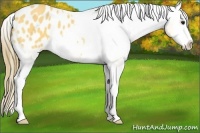 Horse Color:Buckskin Splash Appaloosa 