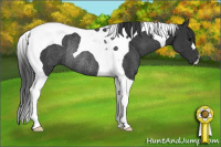Horse Color:Black Tobiano Rabicano 