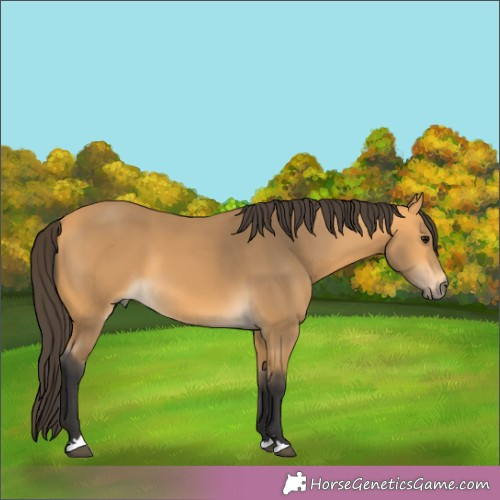 Horse Color:Buckskin 