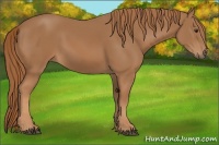 Horse Color:Chestnut Rabicano 
