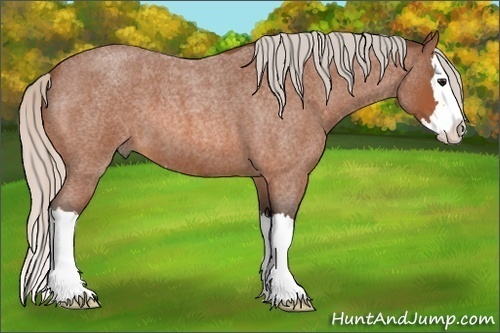 Horse Color: Unknown 
