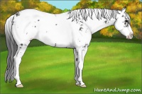 Horse Color:Black Sabino