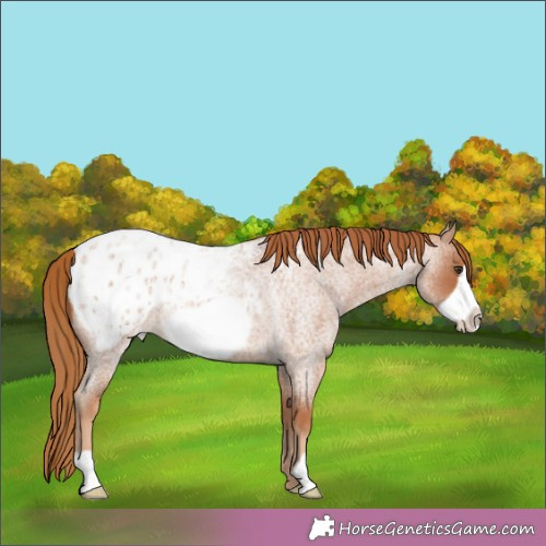 Horse Color:Red Roan Frame Blanket 