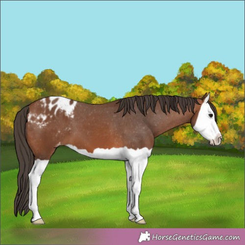 Horse Color:Bay Splash Varnish 