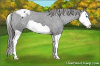 Horse Color:Black Splash Appaloosa 