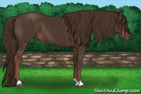 Horse Color:Liver Chestnut 