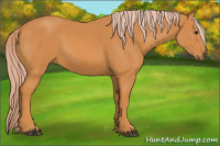 Horse Color:Palomino