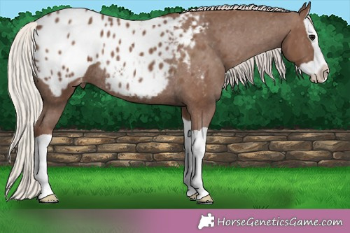 Horse Color:Silver Black Splash Blanket Rabicano 
