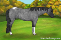 Horse Color:Blue Roan Tobiano Rabicano 
