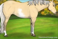 Horse Color:White Spotted Silver Buckskin Dun 