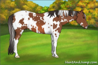 Horse Color:White Spotted Bay Tobiano 