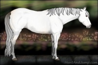 Horse Color:Gray White Spotted Buckskin Dun 