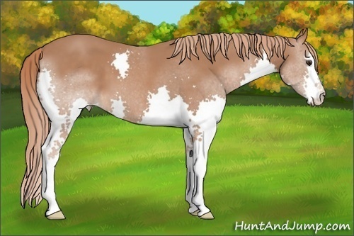 Horse Color: Chestnut Splash 