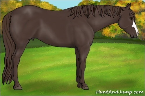 Horse Color: Liver Chestnut 