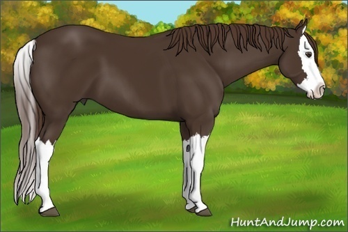 Horse Color: Liver Chestnut Splash 
