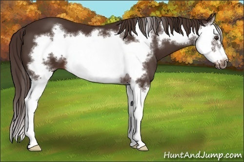 Horse Color: Liver Chestnut Splash Frame 