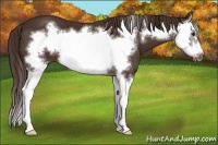 Horse Color:Liver Chestnut Splash Frame 