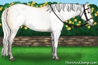 Horse Color:Gray Silver Buckskin 