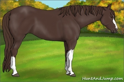 Horse Color: Liver Chestnut 