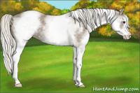 Horse Color:White Spotted Silver Smoky Black 