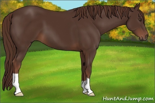 Horse Color: Liver Chestnut 