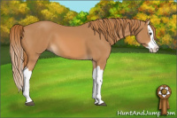Horse Color:Chestnut Splash 