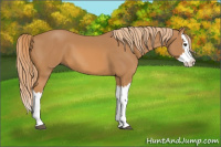 Horse Color:Chestnut Splash 