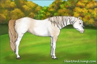 Horse Color:White Spotted Red Dun 