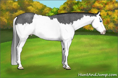 Horse Color:Unknown 