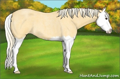 Horse Color: Palomino Roan Splash 